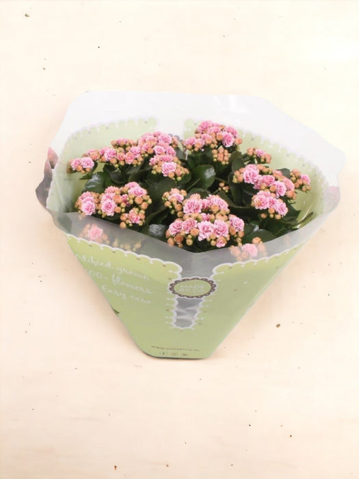 Kalanchoe Dobbel Rosa D23Cm H27Cm