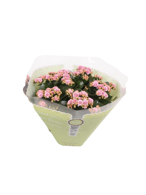 Kalanchoe Dobbel Rosa D23Cm H27Cm