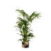 Kentia Palm Og Potten Hennes