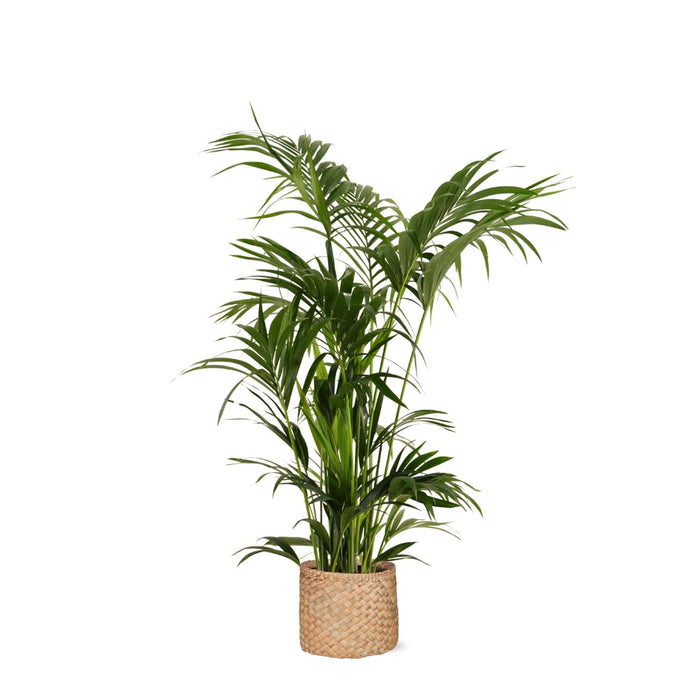 Kentia Palm Og Potten Hennes