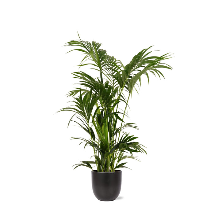 Kentia Palm Og Potten Hennes