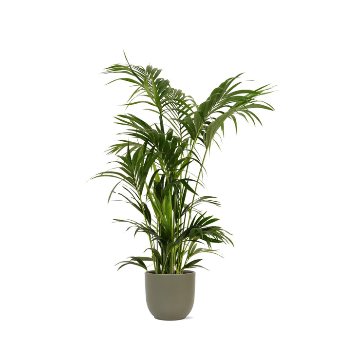 Kentia Palm Og Potten Hennes