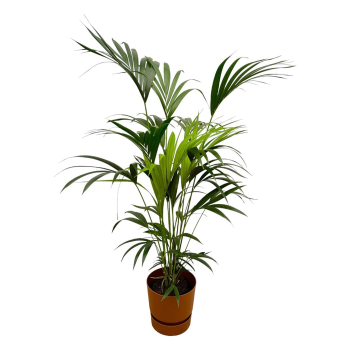 Kentia Palm Inclusive Elho Greenville Rund Bruin - 160Cm - Ø24