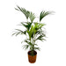 Kentia Palm Inclusive Elho Greenville Rund Bruin - 160Cm - Ø24