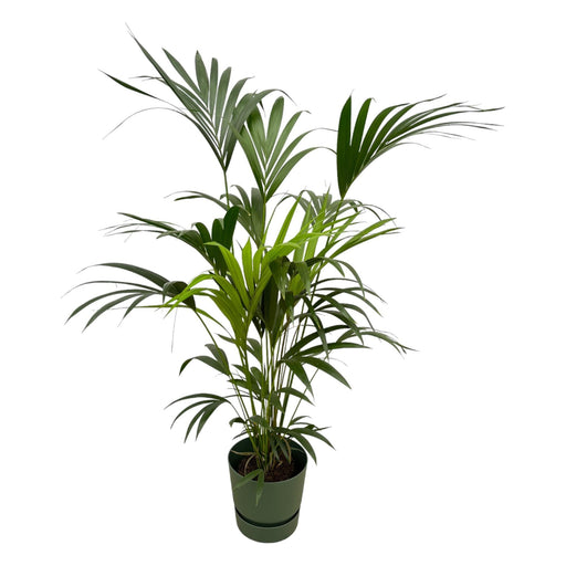 Kentia Palm Inclusive Elho Greenville Rund Grønn - 160Cm - Ø30