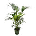 Kentia Palm Inclusive Elho Greenville Rund Grønn - 160Cm - Ø30