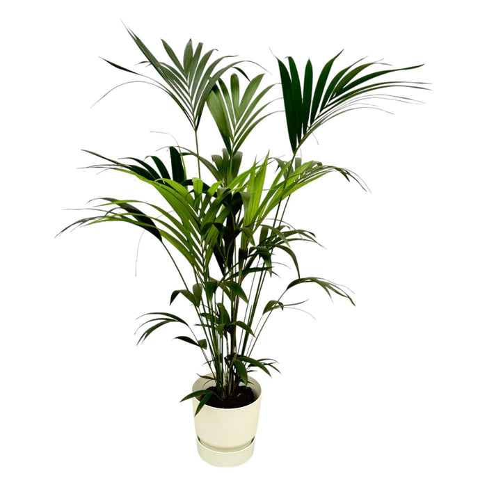 Kentia Palm Inclusive Elho Greenville Rund Wit - 160Cm - Ø30