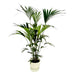 Kentia Palm Inclusive Elho Greenville Rund Wit - 160Cm - Ø30