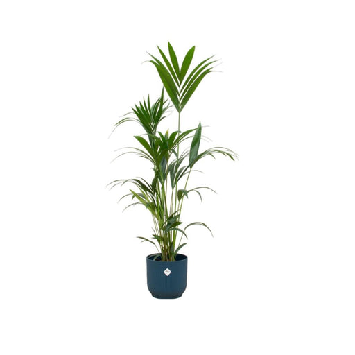 Kentia Palm Inclusive Elho Vibes Fold Rund Blauw - 160Cm - Ø30