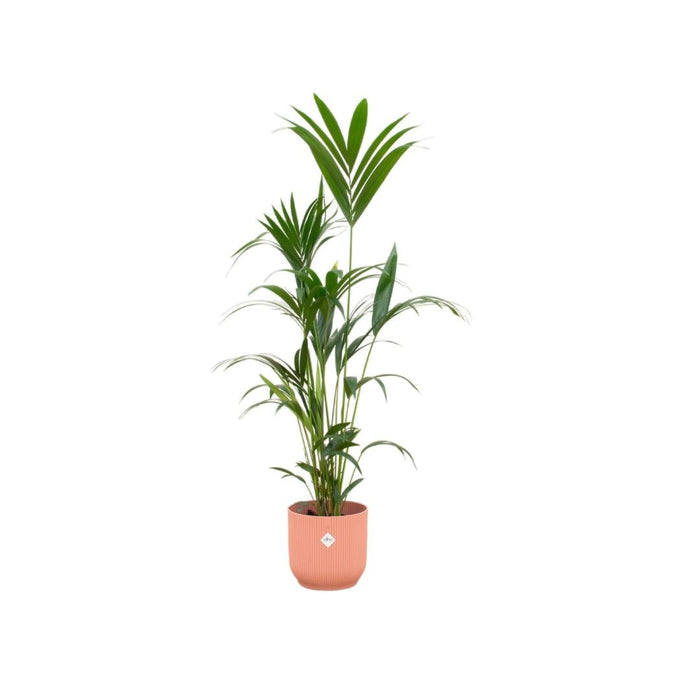 Kentia Palm Inclusive Elho Vibes Fold Rund Rose - 160Cm - Ø30