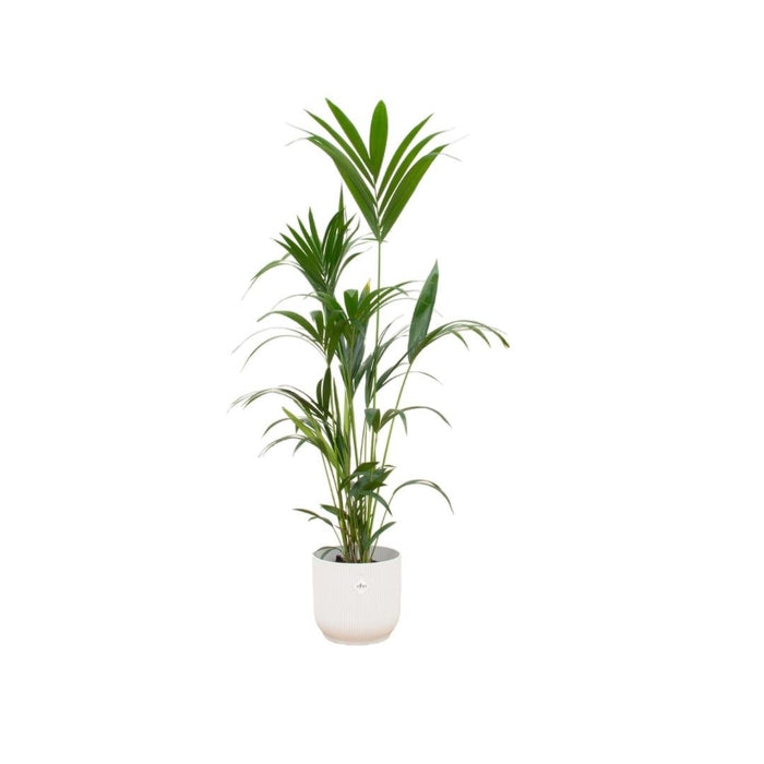 Kentia Palm Inclusive Elho Vibes Fold Rund Wit - 160Cm - Ø30