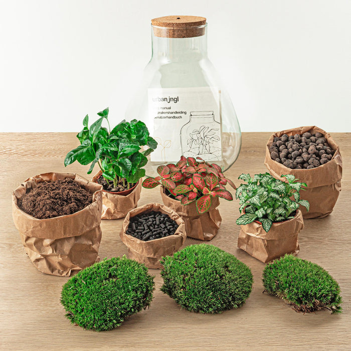 Gjør Selv Terrariumsett 3 Planter - Samos