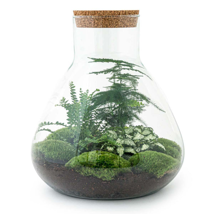 Gjør Selv Terrariumsett 3 Planter - Samos