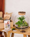 DIY Terrarium Kit - Acapulco