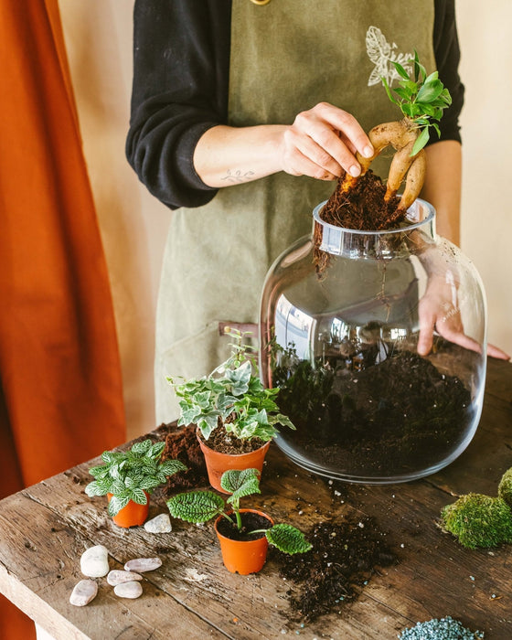 DIY Terrarium Kit - Acapulco