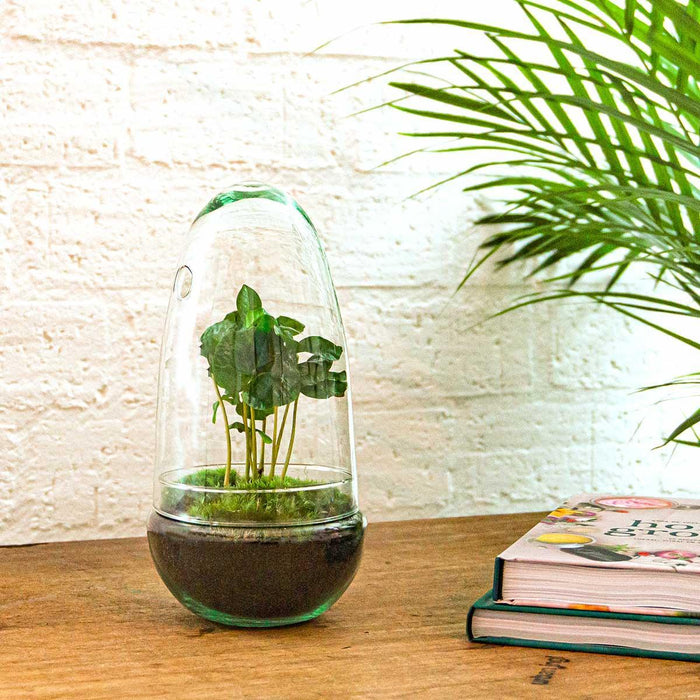 DIY Terrarium Kit - Alma