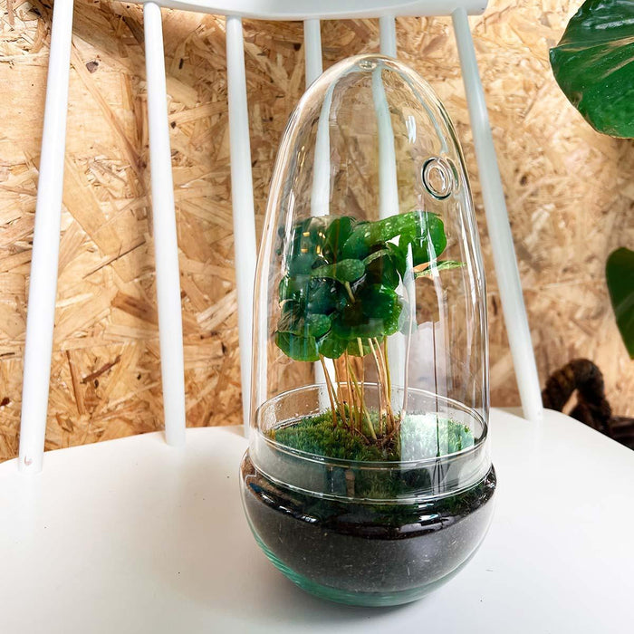 DIY Terrarium Kit - Alma