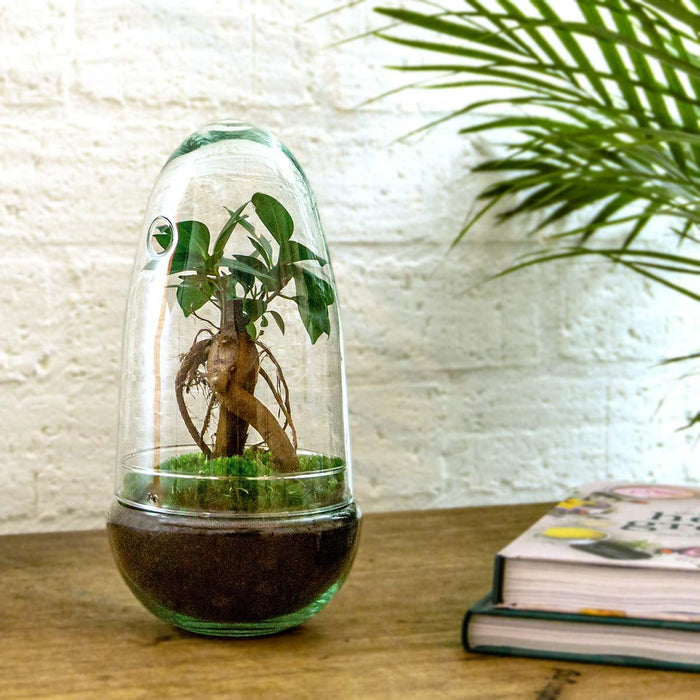 DIY Terrarium Kit - Alma