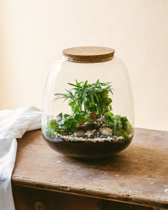 DIY Terrarium Kit - Cayenne