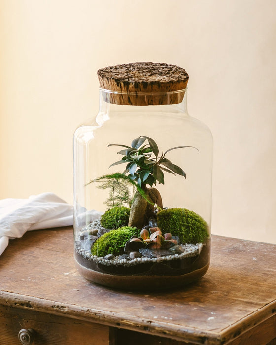 DIY Terrarium Kit - Cortica