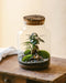 DIY Terrarium Kit - Cortica