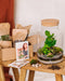 DIY Terrarium Kit - Cortica