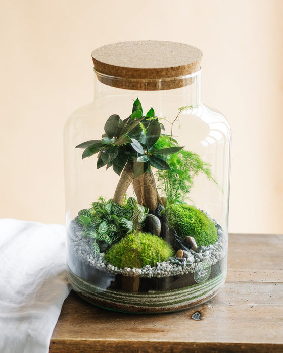 DIY Terrarium Kit - Cortica