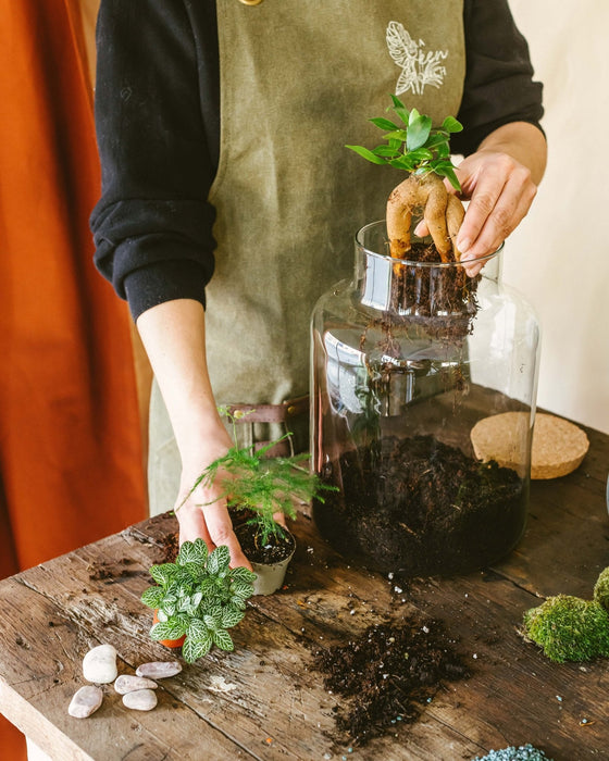 DIY Terrarium Kit - Cortica