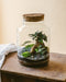 DIY Terrarium Kit - Cortica