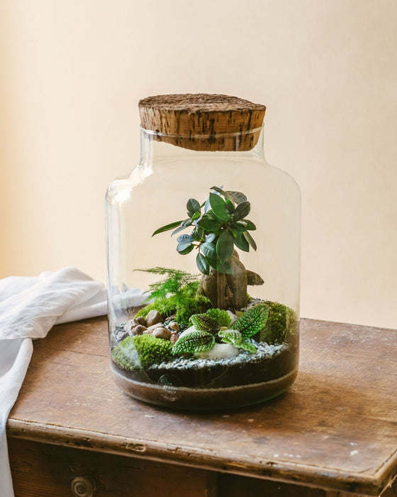 DIY Terrarium Kit - Cortica