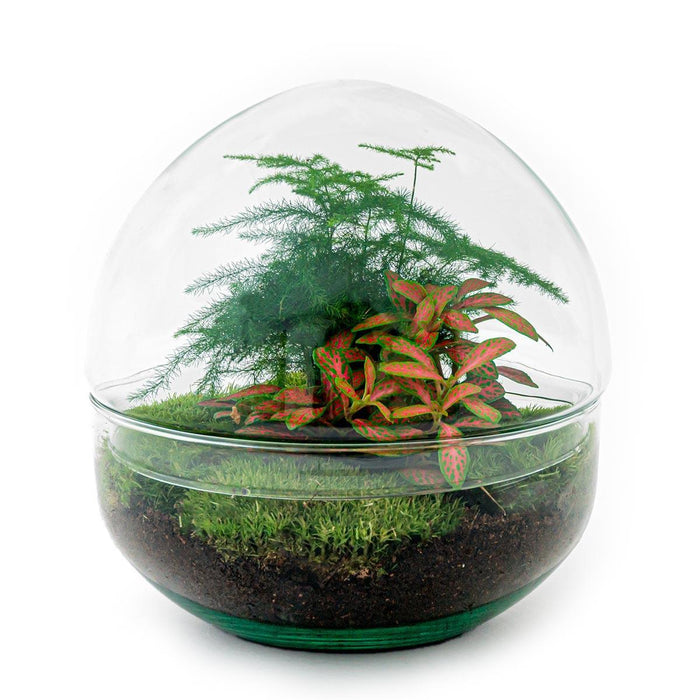 DIY Terrarium Kit - Dome