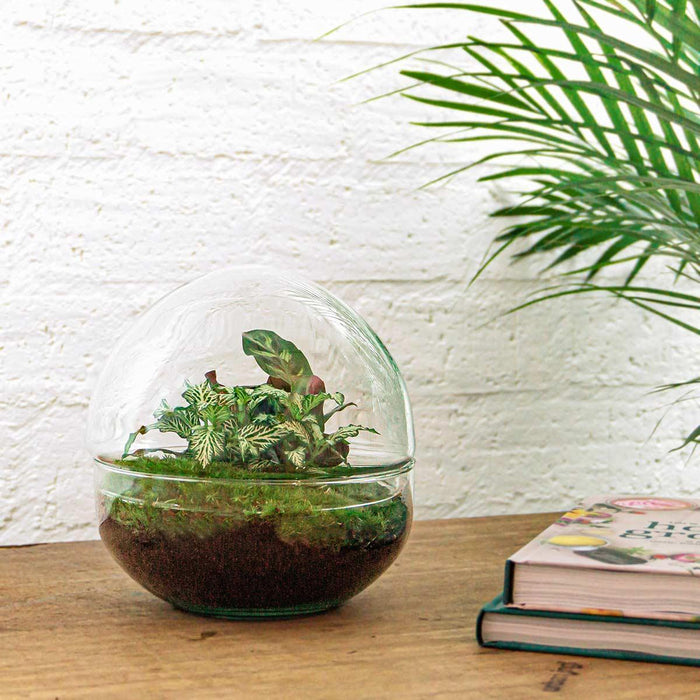 DIY Terrarium Kit - Dome