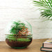 DIY Terrarium Kit - Dome