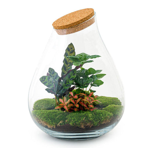 DIY Terrarium Kit - Doorn