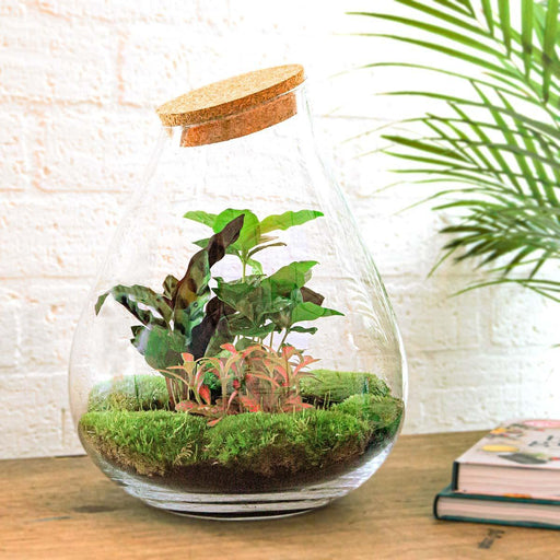 DIY Terrarium Kit - Doorn