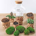 DIY Terrarium Kit - Joy