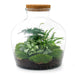 DIY Terrarium Kit - Joy