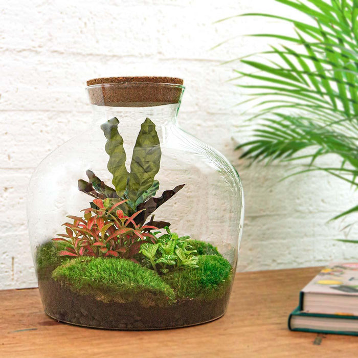 DIY Terrarium Kit - Joy