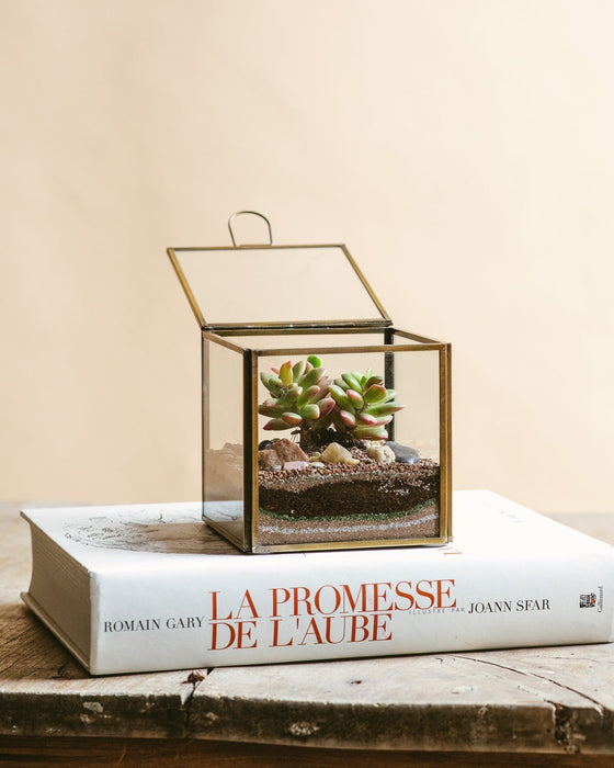 DIY Terrarium Kit - Mexico