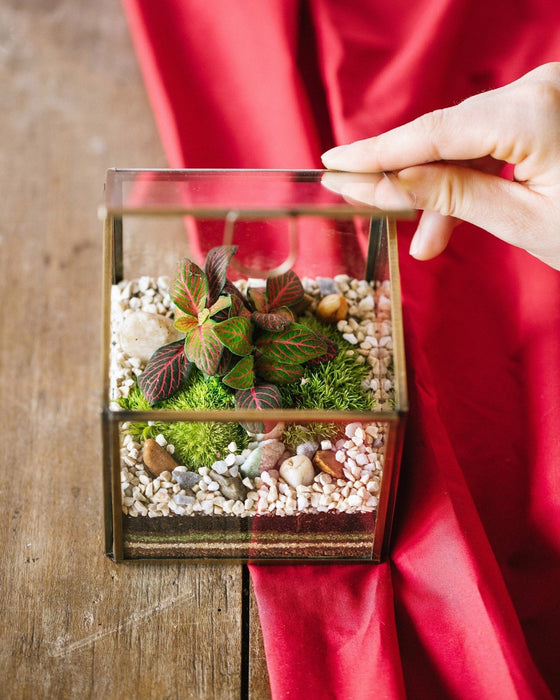 DIY Terrarium Kit - Mexico