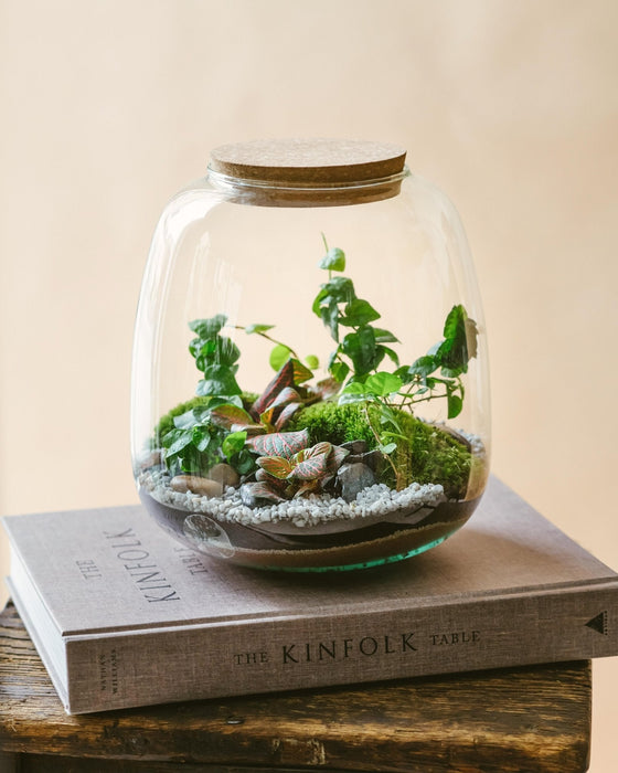 DIY Terrarium Kit - Mini Cayenne