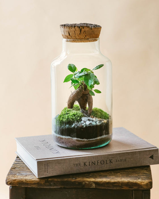 DIY Terrarium Kit - Napoli