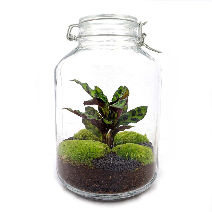 DIY Terrarium Kit - Oslo