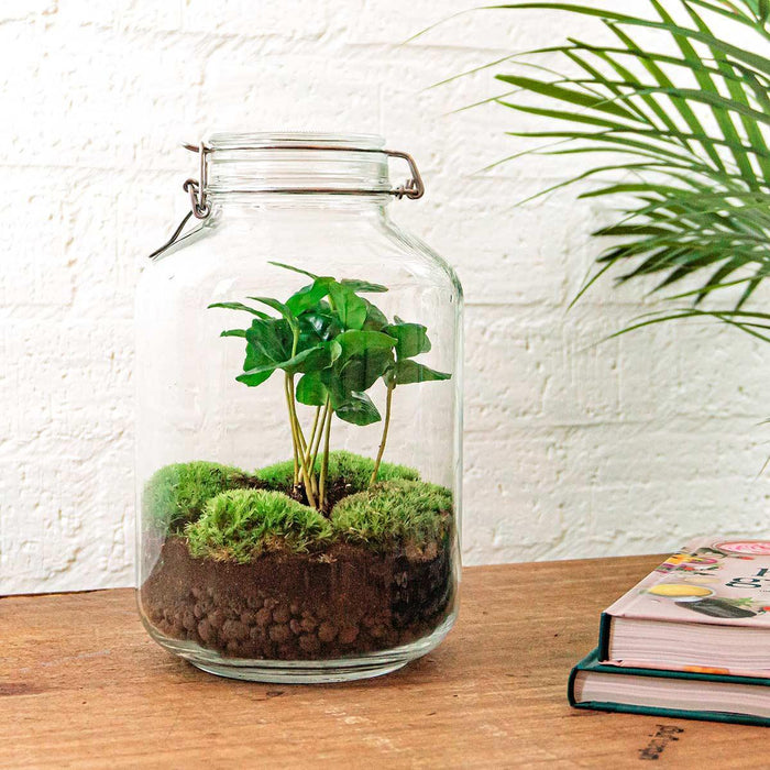 DIY Terrarium Kit - Oslo