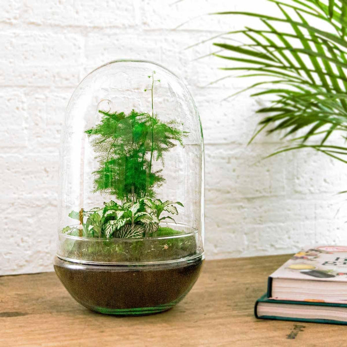 DIY Terrarium Kit - Paris