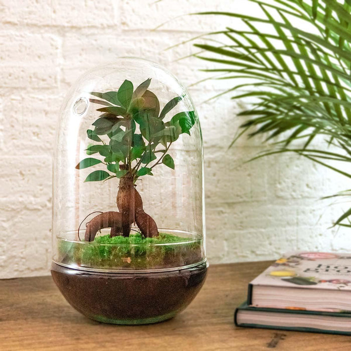 DIY Terrarium Kit - Paris