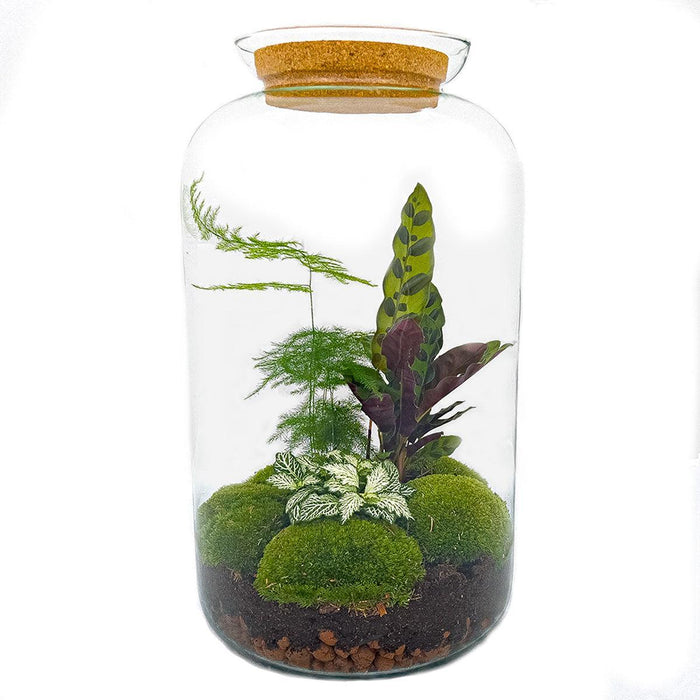 DIY Terrarium Kit - Salen