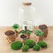 DIY Terrarium Kit - Salen