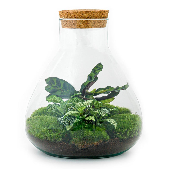 DIY Terrarium Kit - Sama