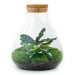 DIY Terrarium Kit - Sama